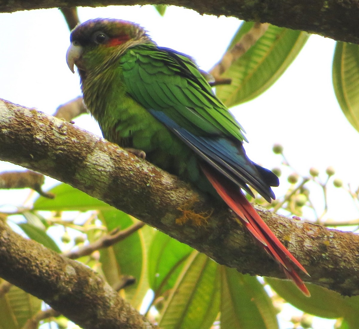 アカミミウロコインコ - ML539211601