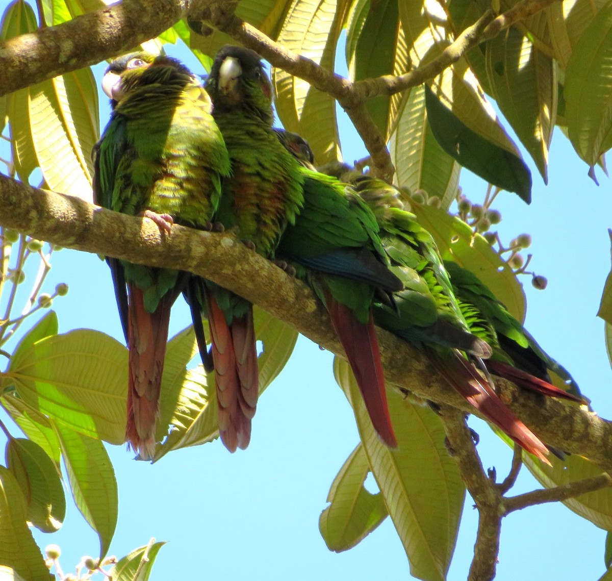 Red-eared Parakeet - ML539211611