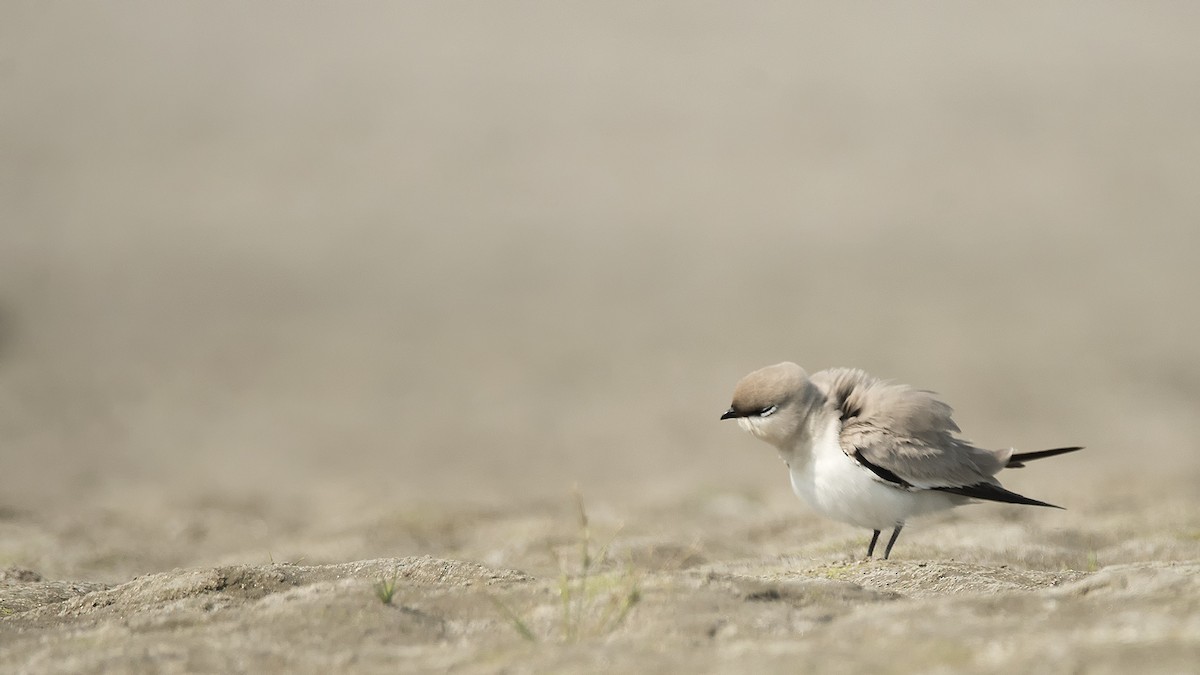 Small Pratincole - ML539211951