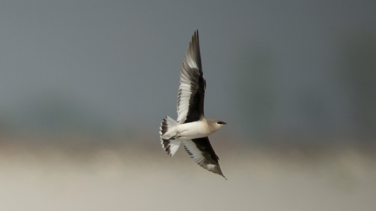 Small Pratincole - ML539211971