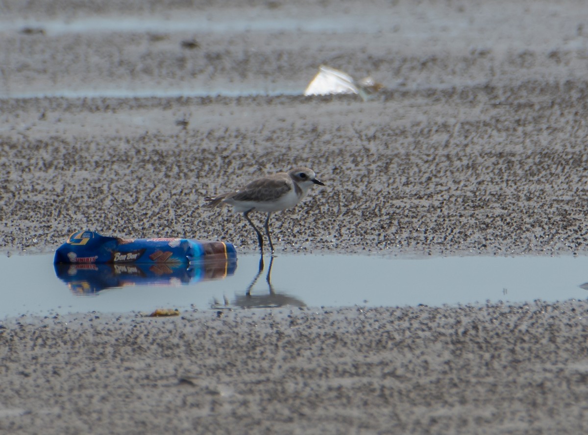 Greater Sand-Plover - Bill Bacon