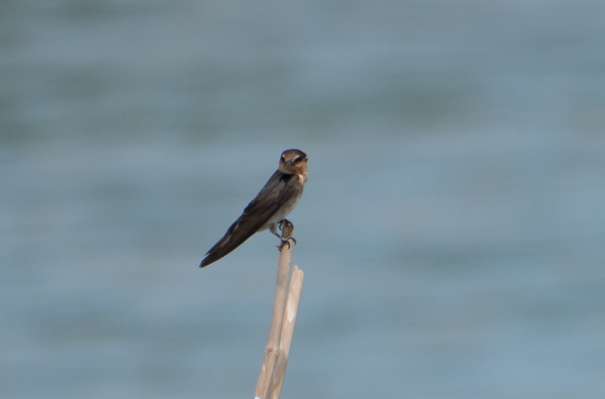 Pacific Swallow - ML539212741