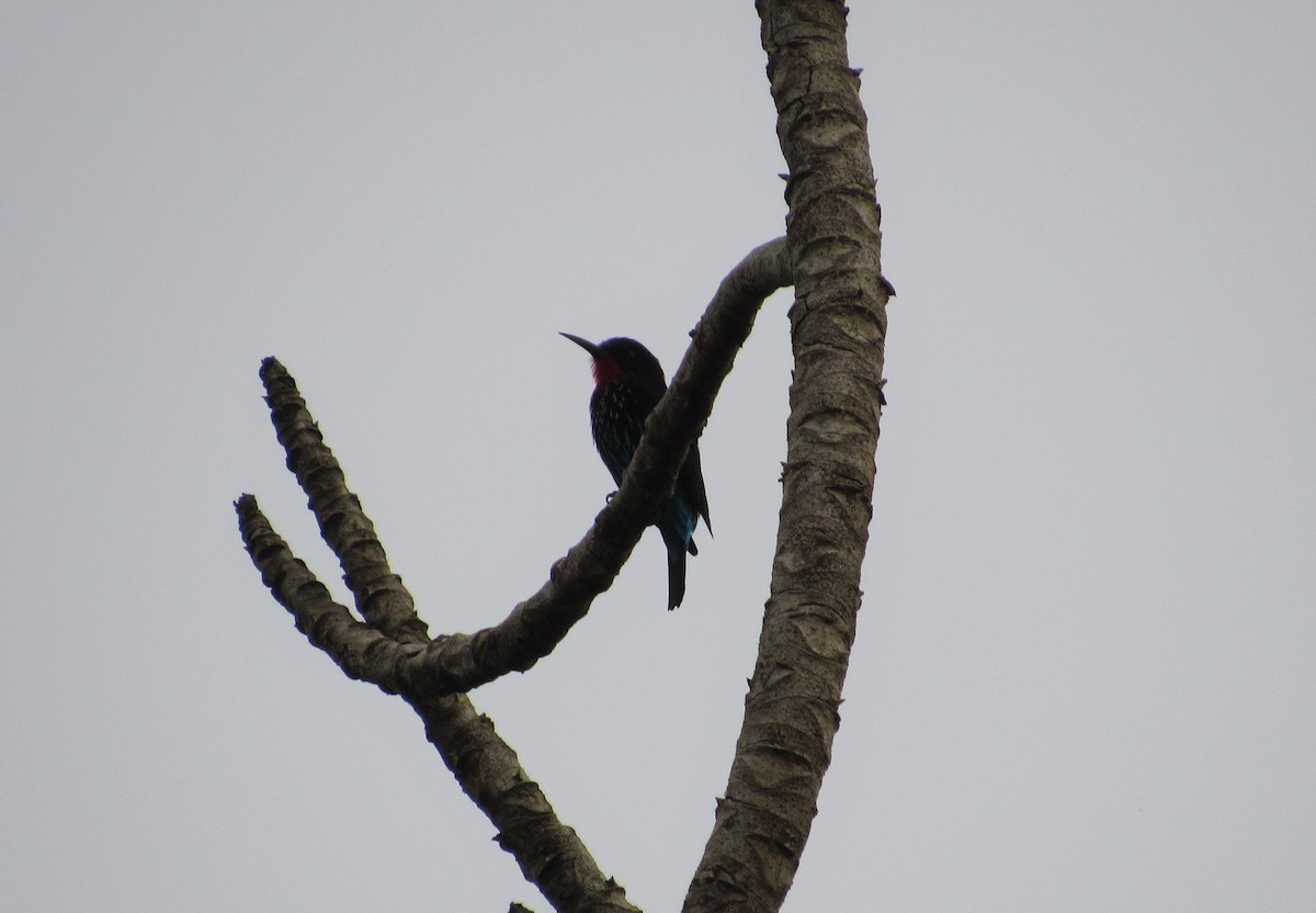 Black Bee-eater - ML539212981