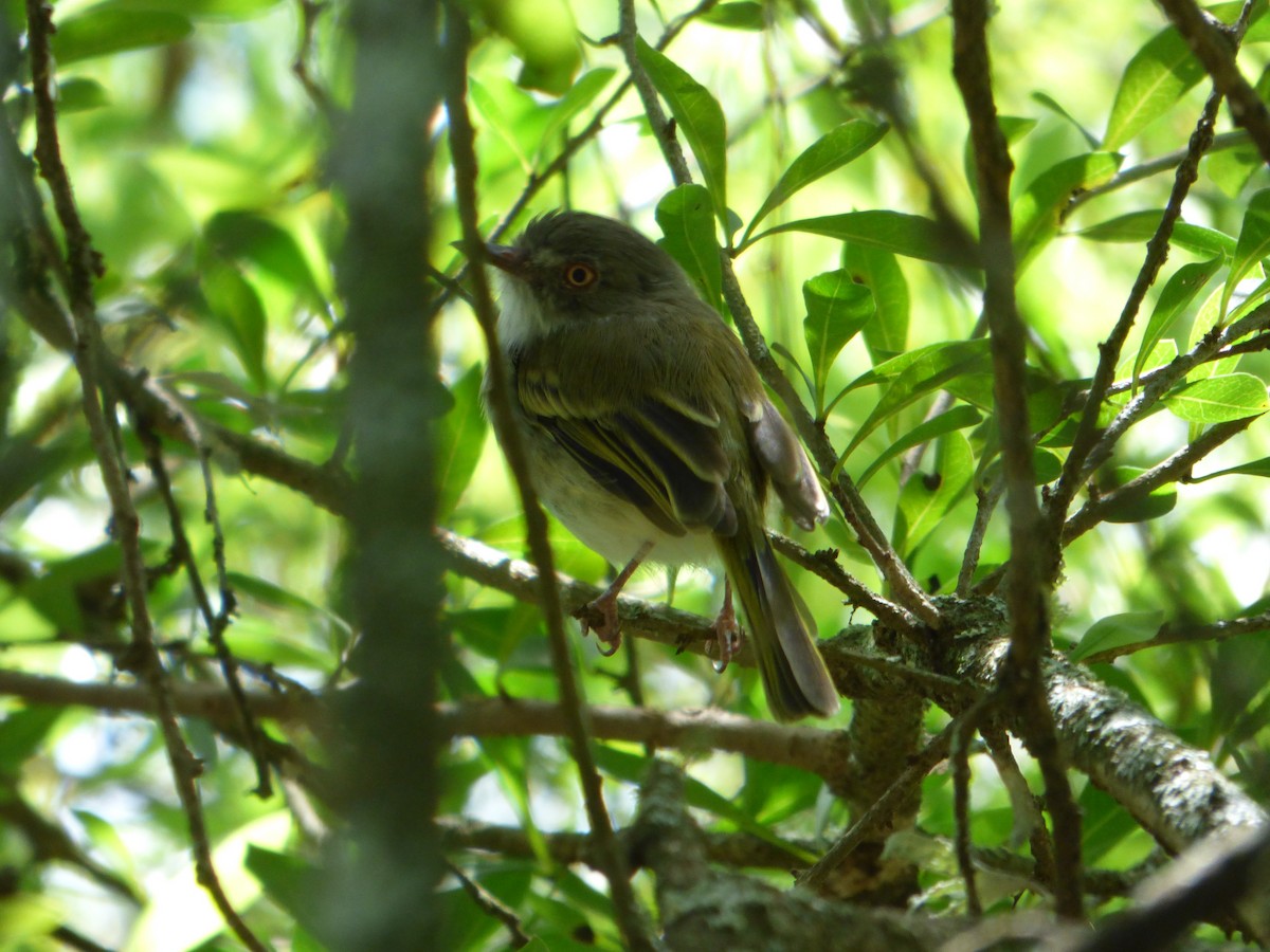 Pearly-vented Tody-Tyrant - Pablo Hernan Capovilla