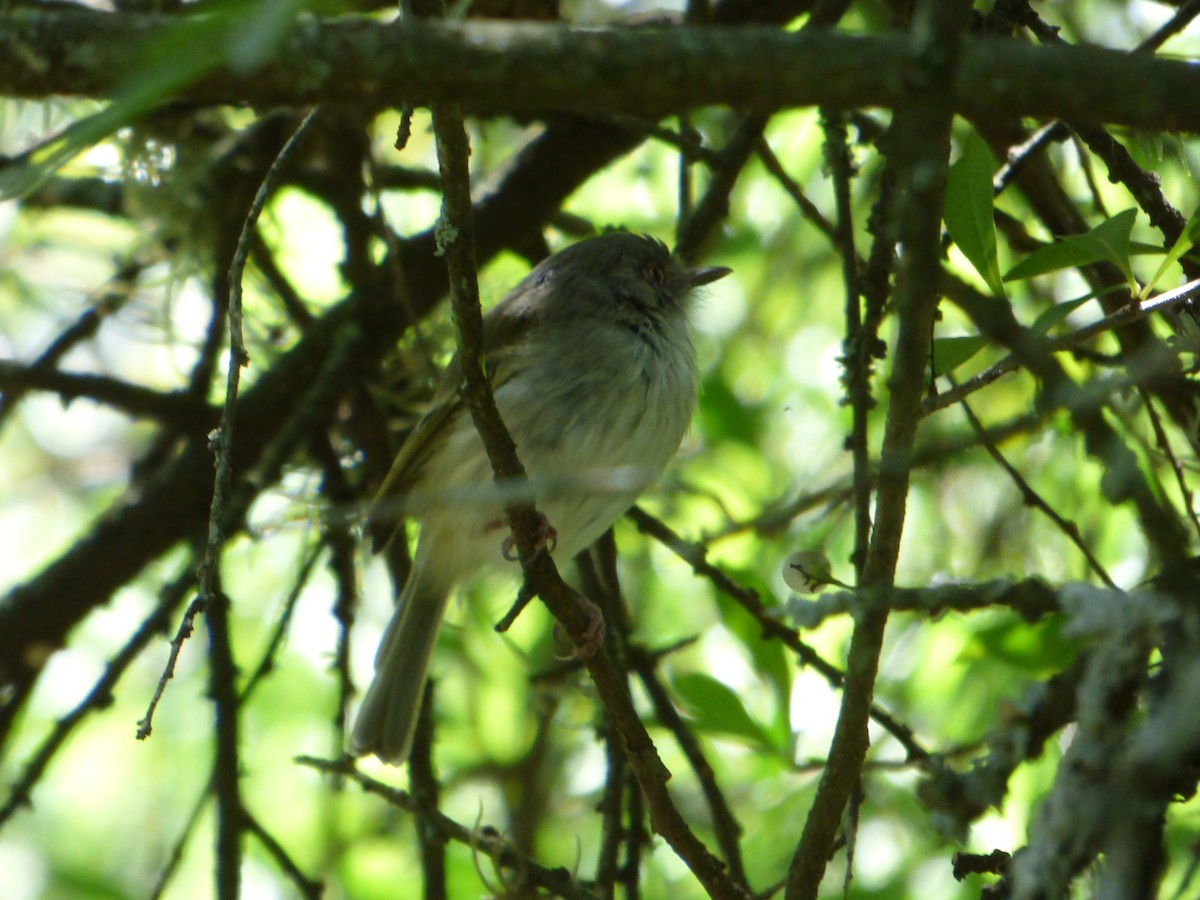 Pearly-vented Tody-Tyrant - ML539213771