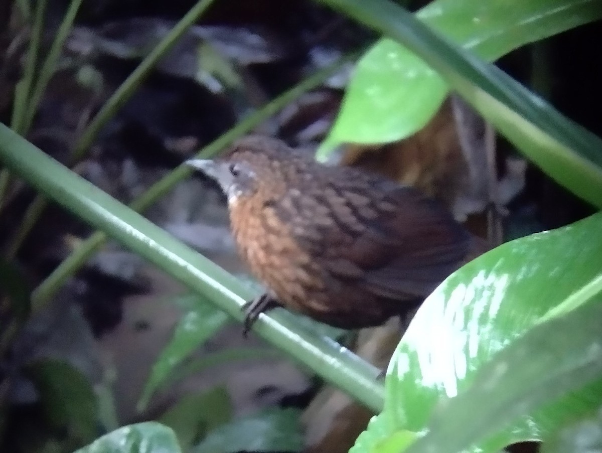 Rusty-breasted Wren-Babbler - ML539214041