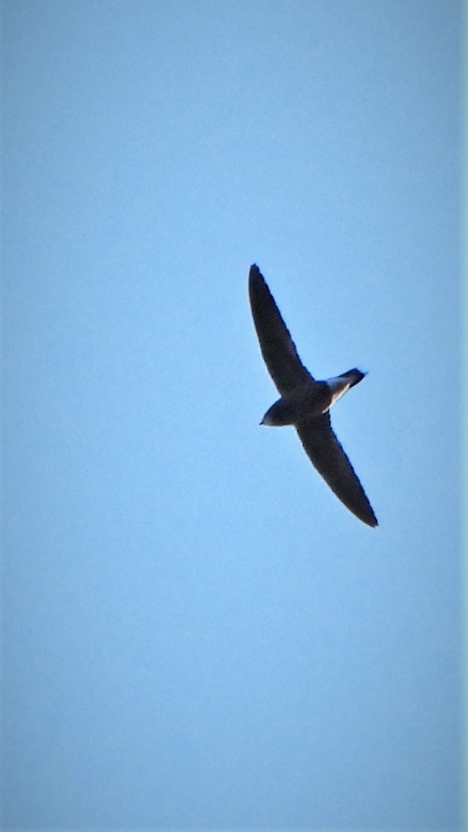 Brown-backed Needletail - ML539214641