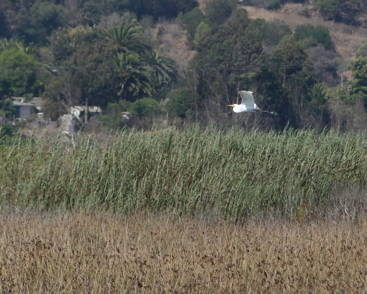 Great Egret - joaquin vial