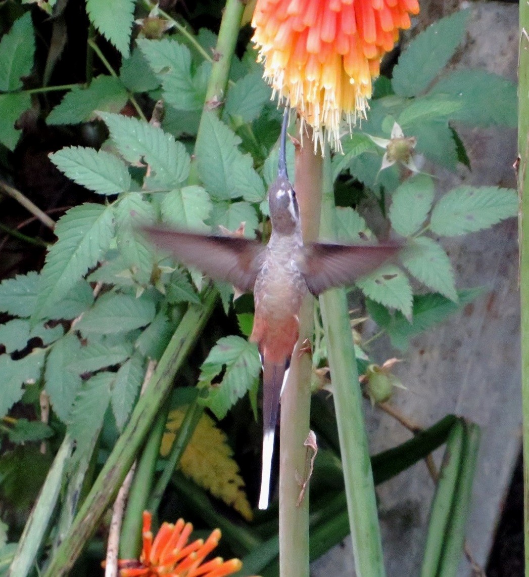 kolibřík tmavotemenný - ML539214961