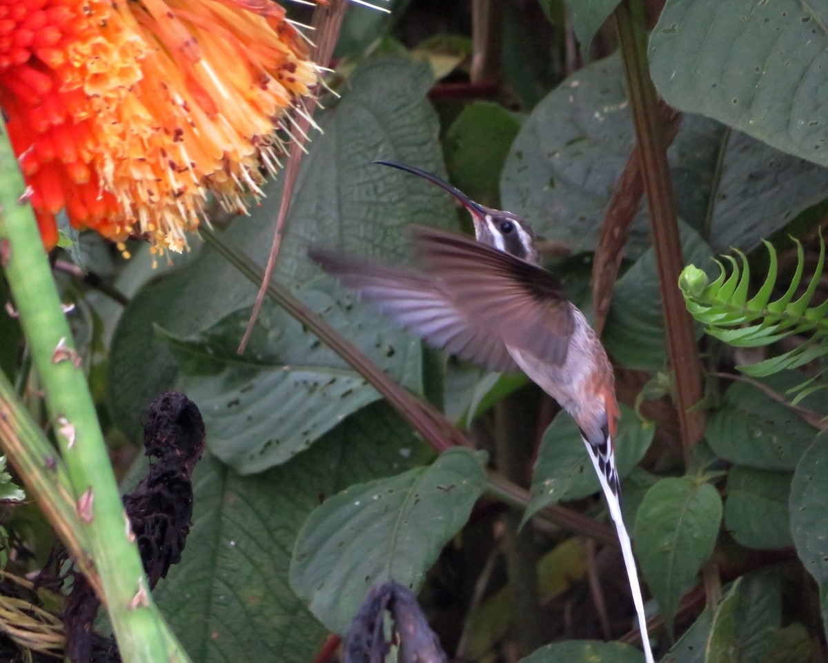 kolibřík tmavotemenný - ML539214991