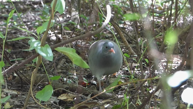 Tinamou tataupa - ML539215311