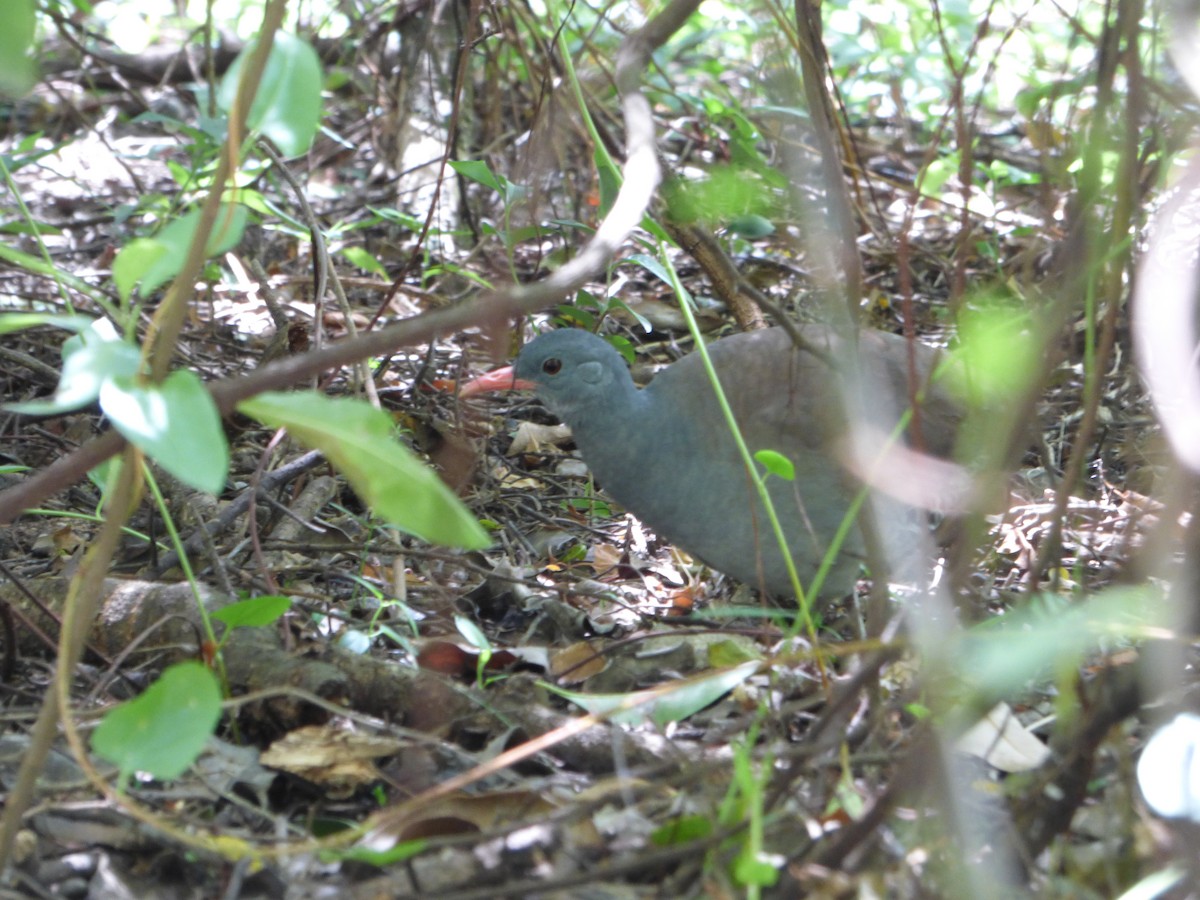 Tinamou tataupa - ML539215381