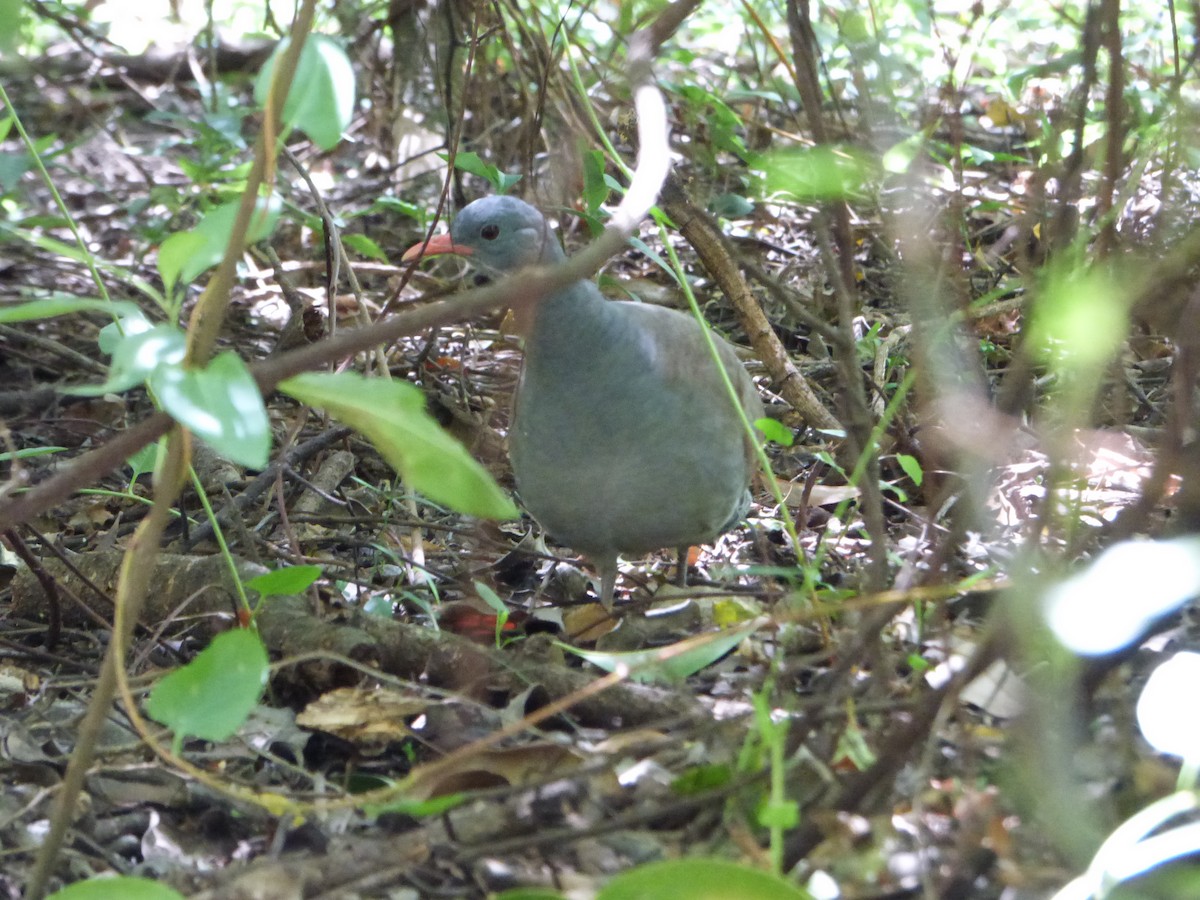 Tataupa Tinamou - ML539215401