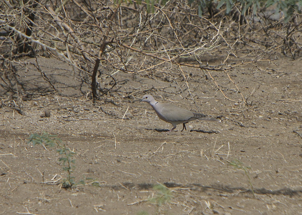 African Collared-Dove - ML539215561