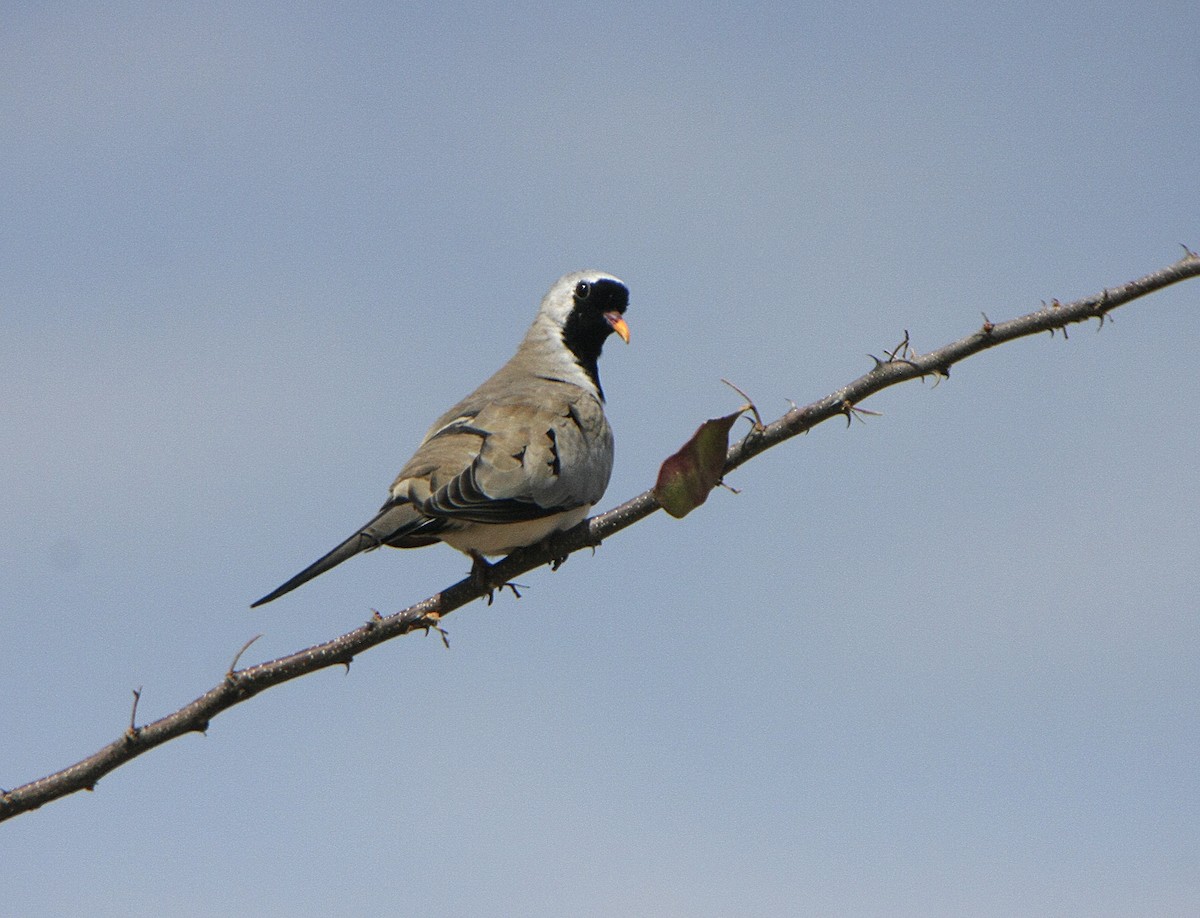 Namaqua Dove - ML539215601