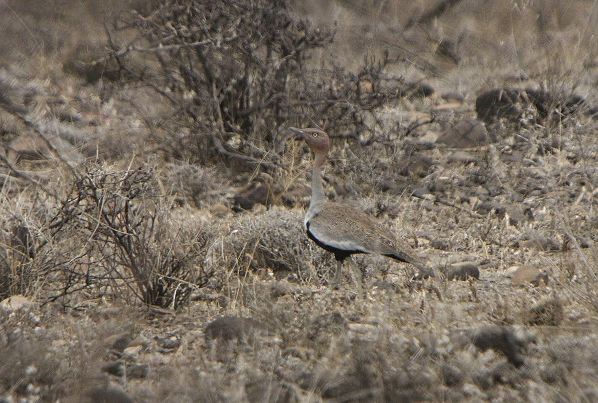 Buff-crested Bustard - ML539215671