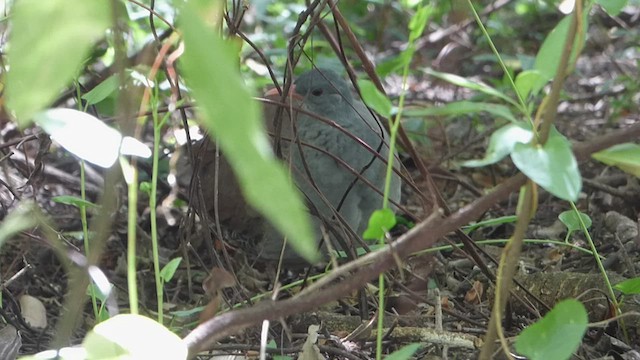 Tinamou tataupa - ML539215691