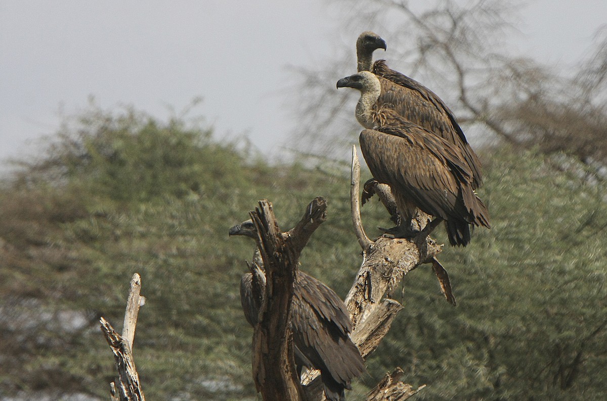 White-backed Vulture - ML539215711