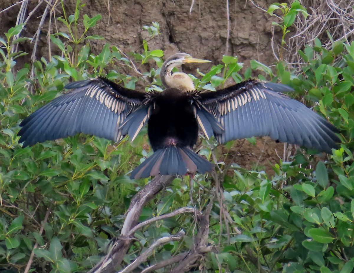 Australasian Darter - ML539215731