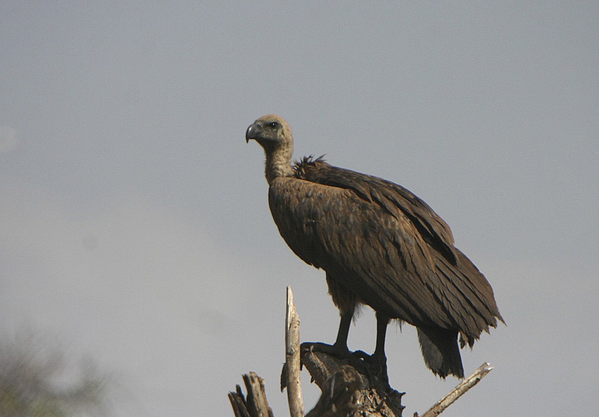 White-backed Vulture - ML539215751