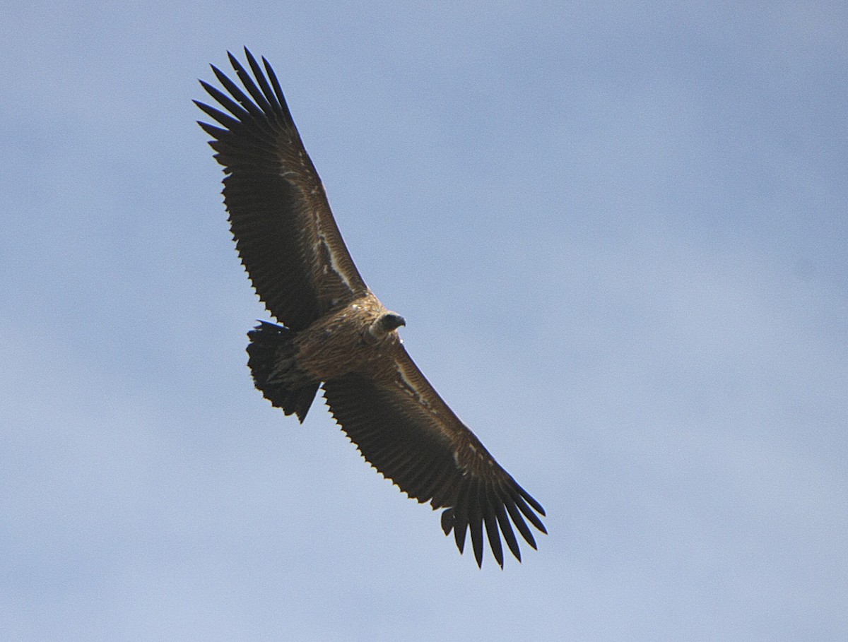 White-backed Vulture - Alfonso Rodrigo