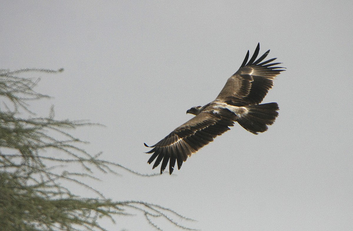 Tawny Eagle - Alfonso Rodrigo