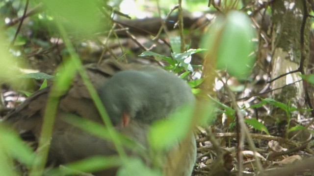 Tinamou tataupa - ML539216091