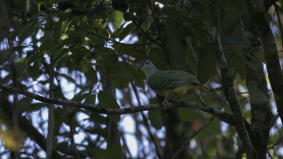 Rose-crowned Fruit-Dove - ML539216701