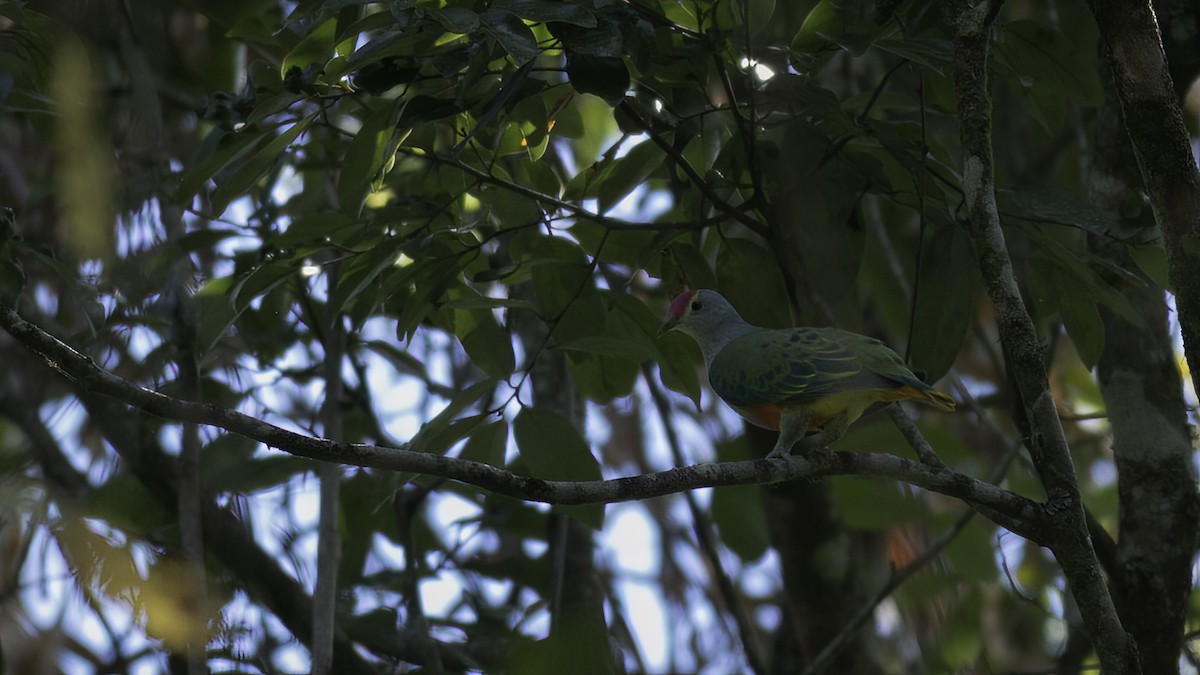 Rose-crowned Fruit-Dove - ML539217611