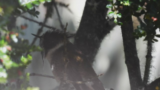 kolibřík přílbový - ML539217841