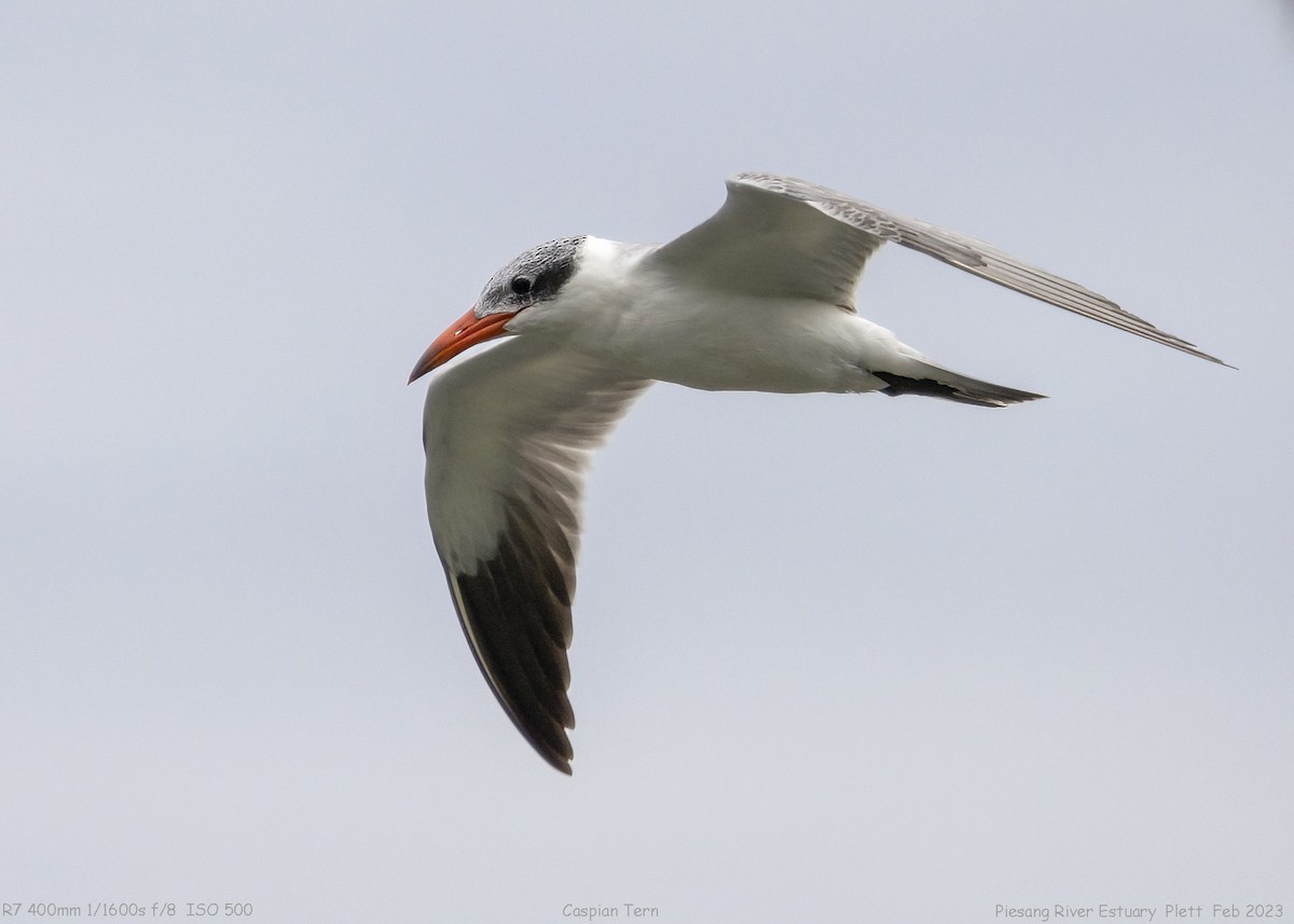 Caspian Tern - ML539219061