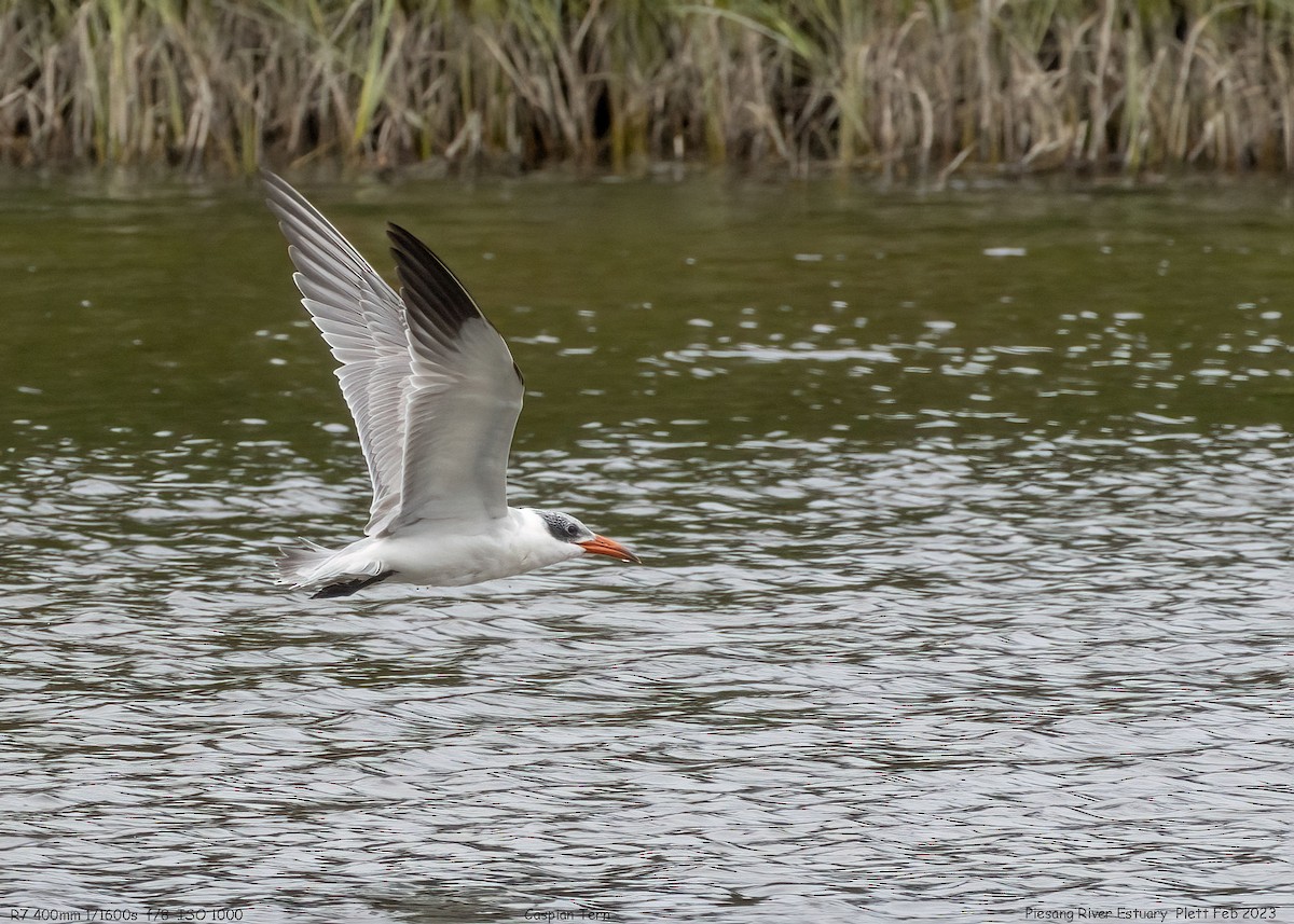 Caspian Tern - ML539219071