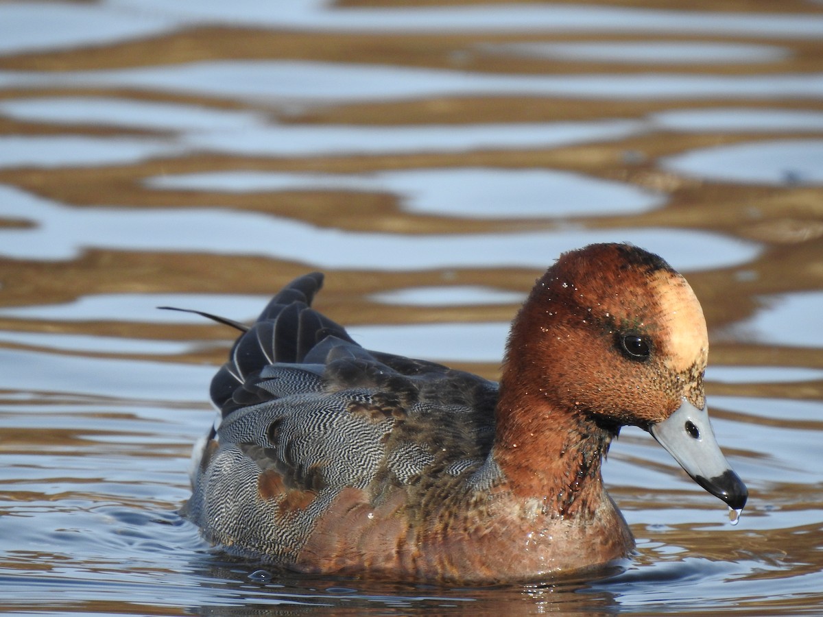 Eurasian Wigeon - ML539219981