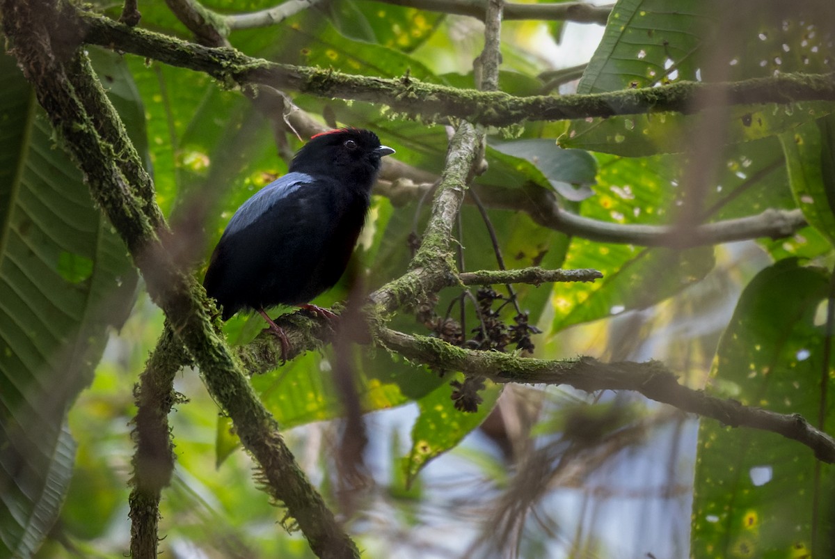 Yungas Manakin - Lars Petersson | My World of Bird Photography