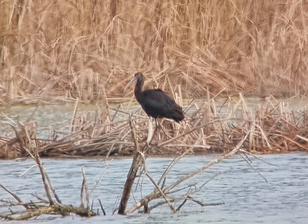 ibis hnědý - ML539220161