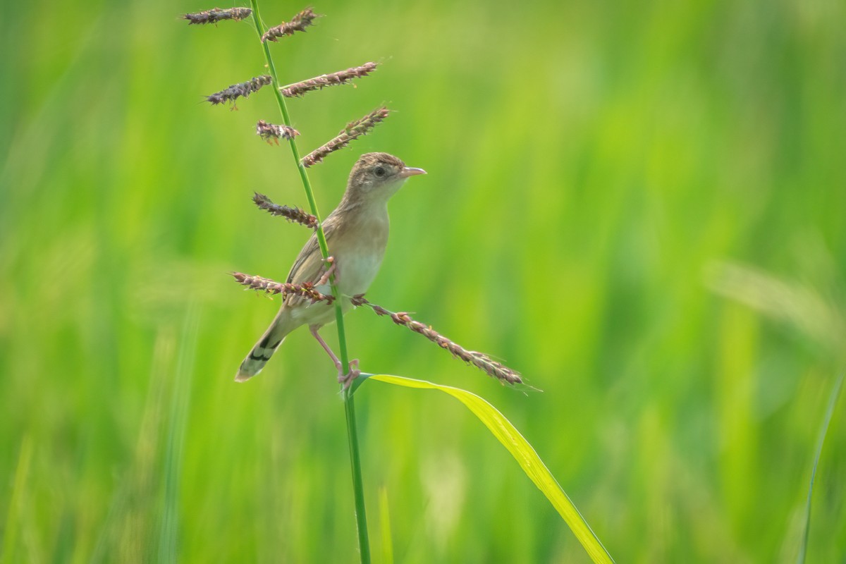 Zitting Cisticola - ML539220171