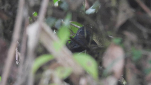 Blackish Tapaculo - ML539220811