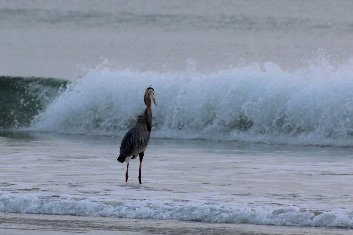 eBird Checklist - 25 Feb 2023 - Lighthouse Point Park & Jetty - 16 species