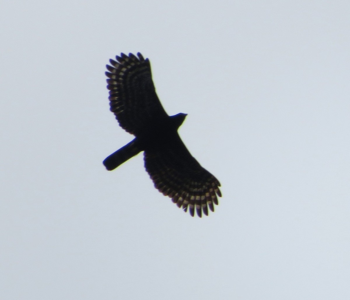 Чёрный хохлатый орёл - ML539221501