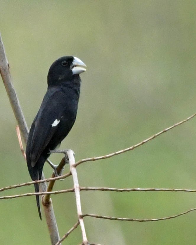 Great-billed Seed-Finch - ML539221571