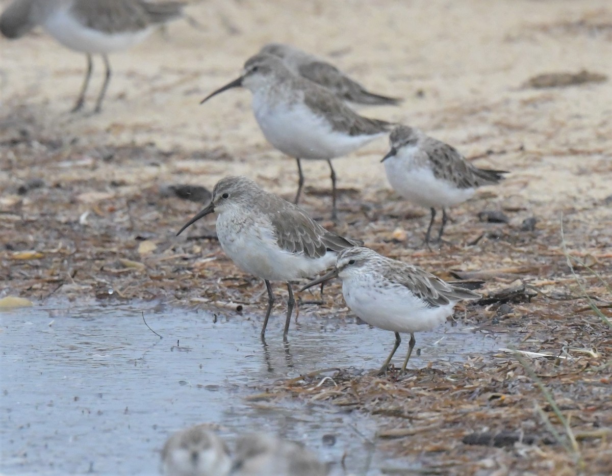 Broad-billed Sandpiper - ML539221941