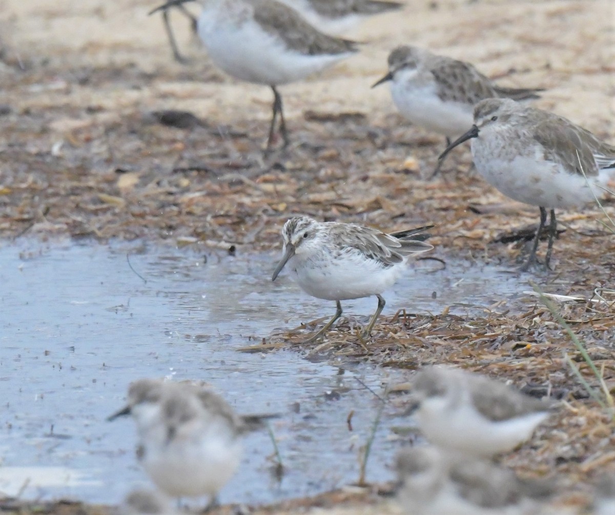 Broad-billed Sandpiper - ML539221961