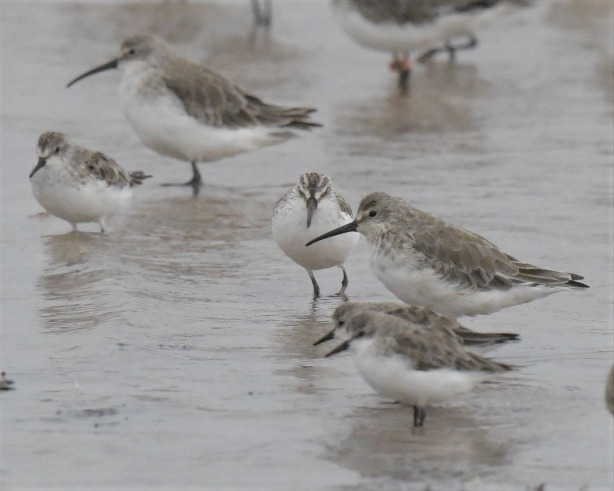 Broad-billed Sandpiper - ML539222091