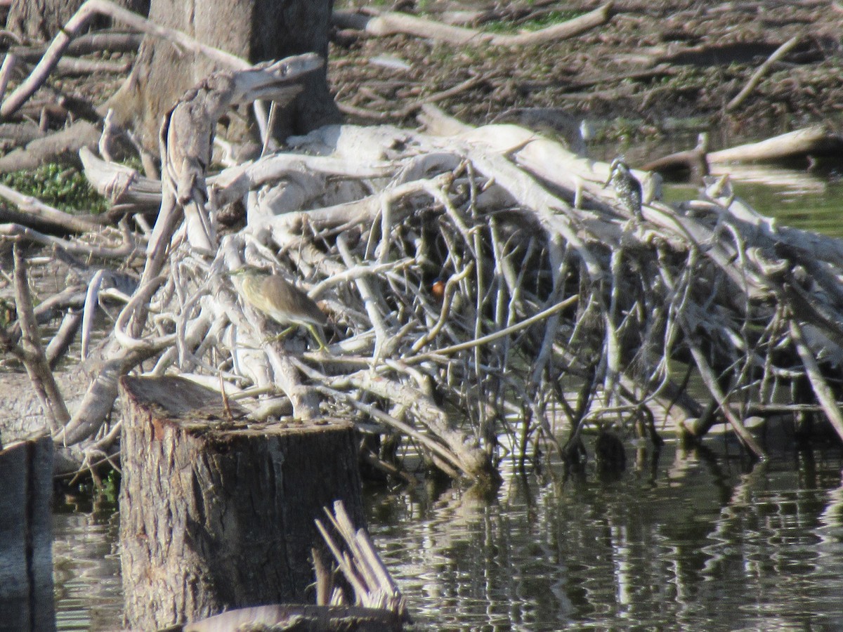Squacco Heron - Kathleen Jean-Pierre