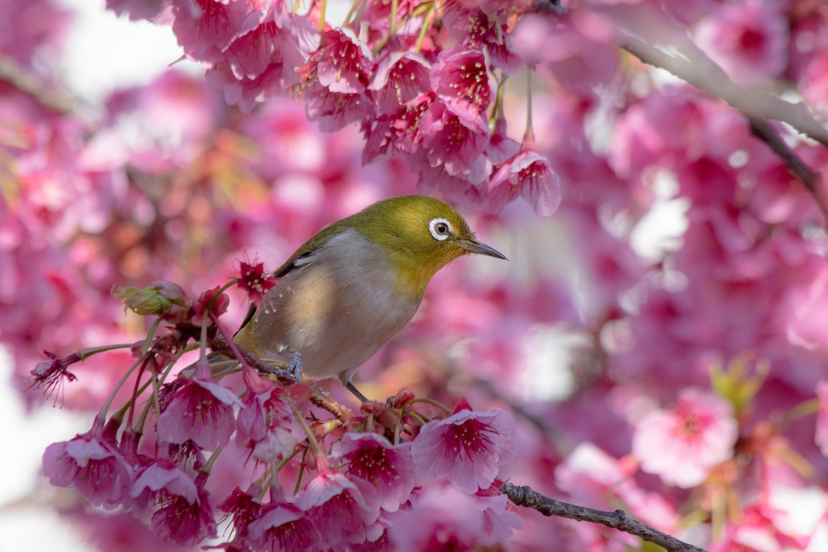 Warbling White-eye - ML539222301