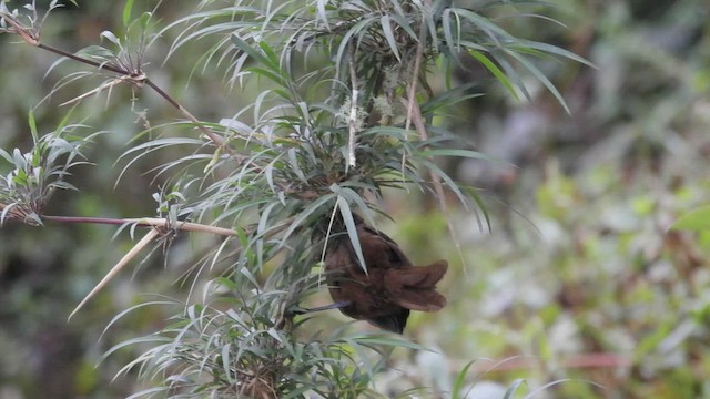 Sharpe's Wren - ML539222691