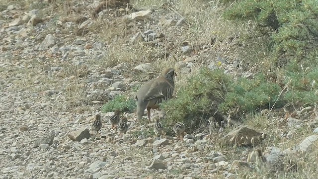 Red-legged Partridge - ML539222961