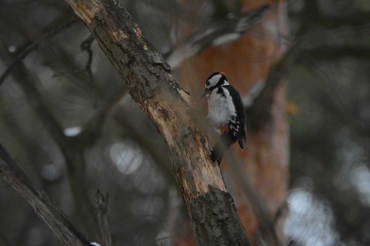 Great Spotted Woodpecker - ML539223501