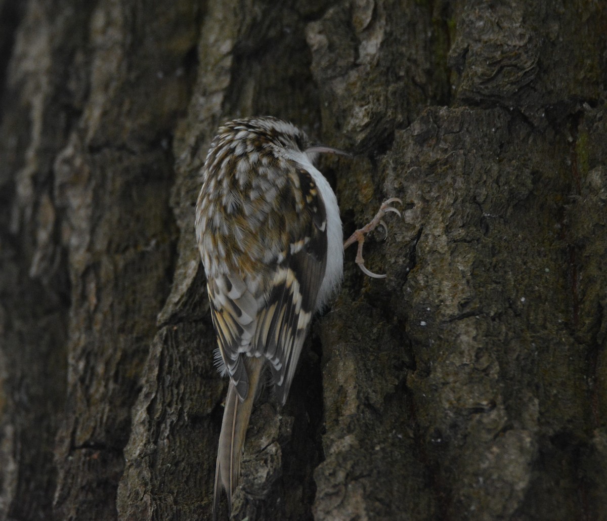 Eurasian Treecreeper - ML539223571