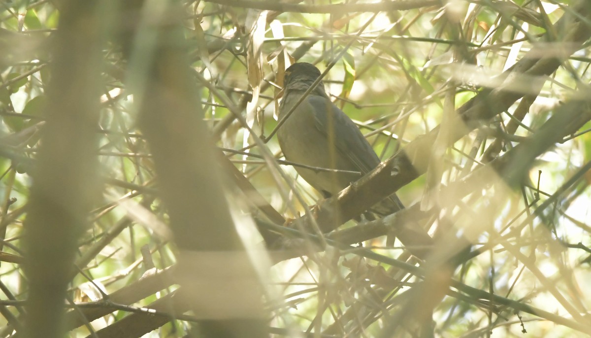 Indian Blackbird - ML539223681
